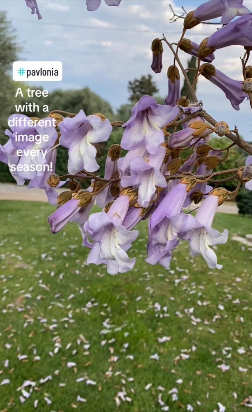 Lavender Farm House Nafpaktos Екстериор снимка