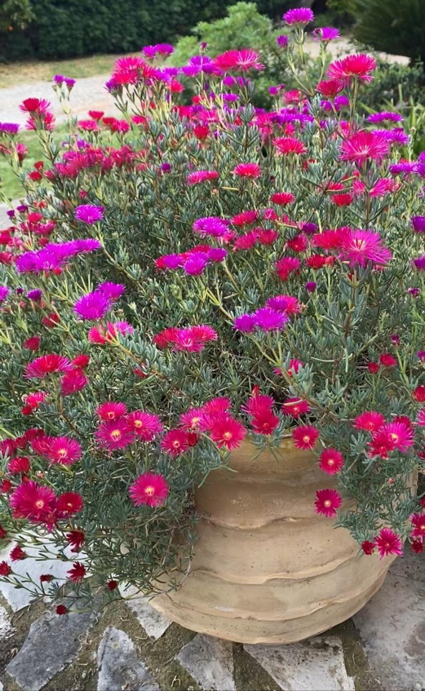 Lavender Farm House Nafpaktos Екстериор снимка