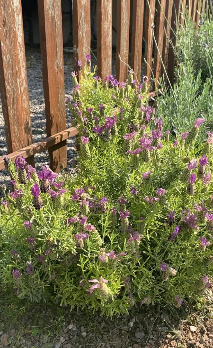 Lavender Farm House Nafpaktos Екстериор снимка