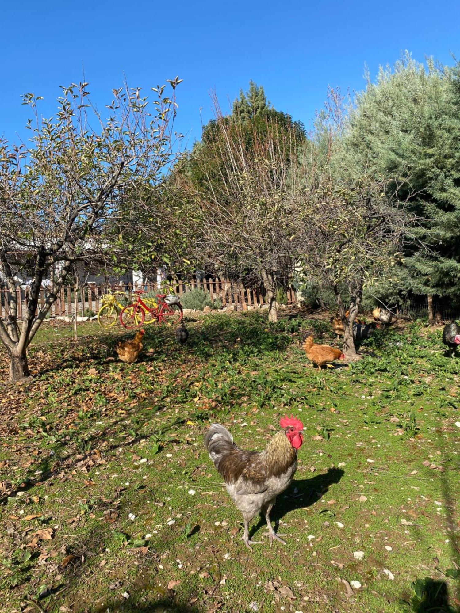 Lavender Farm House Nafpaktos Екстериор снимка